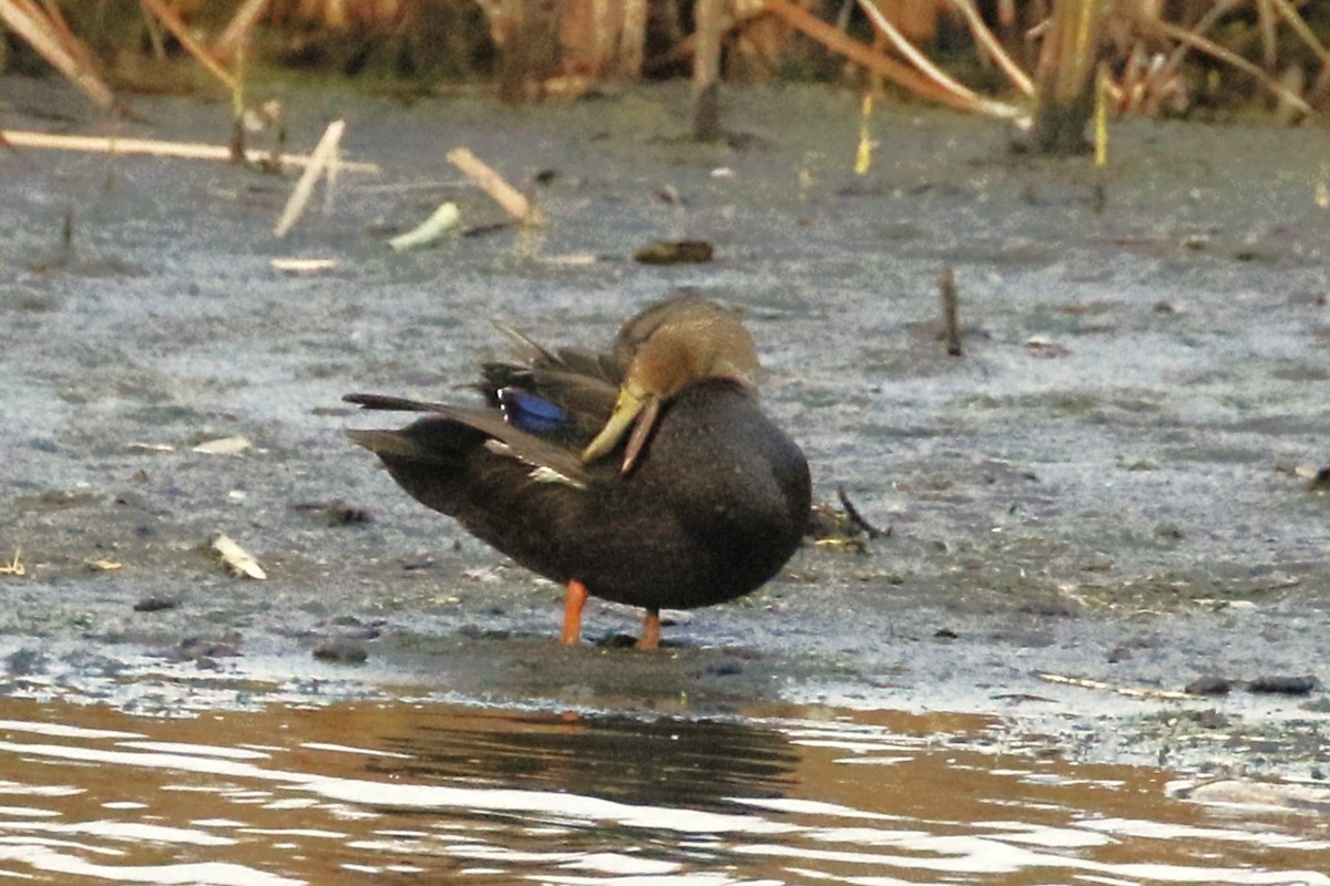 Ahate iluna - ML645295494