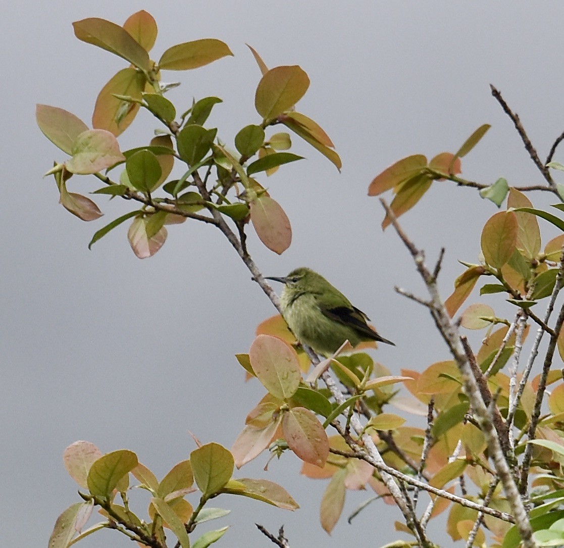 Red-legged Honeycreeper - ML645295495