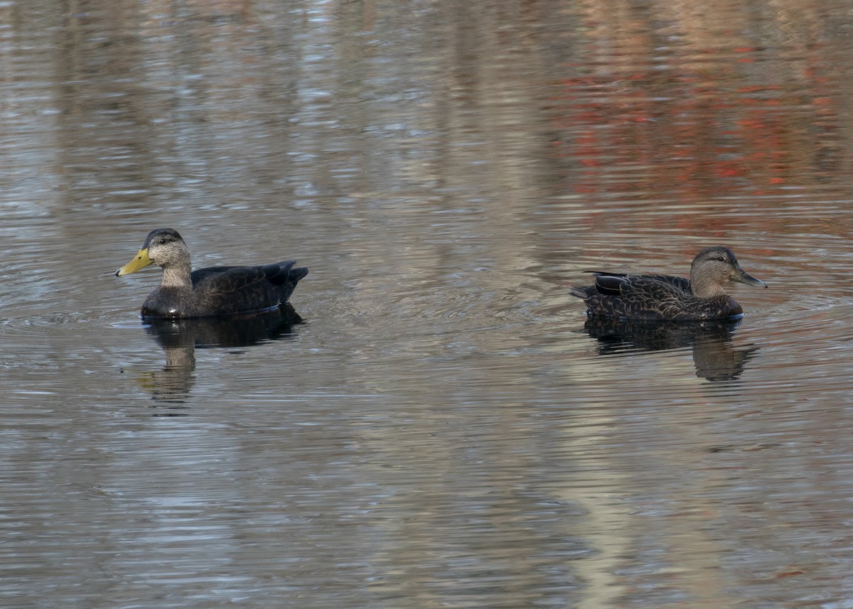 Ahate iluna - ML645295496