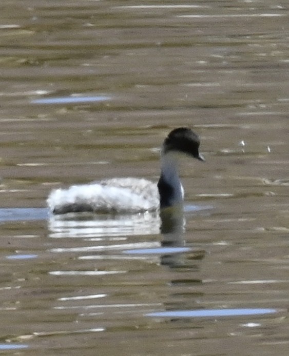 Silvery Grebe - ML645295497