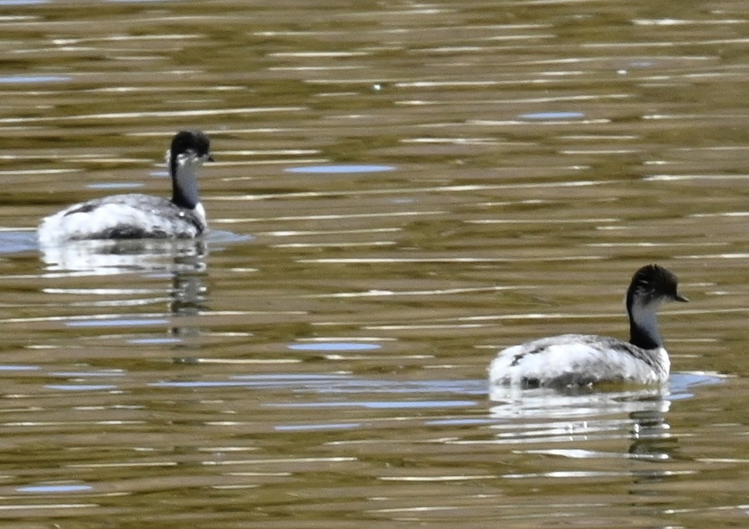 Silvery Grebe - ML645295498