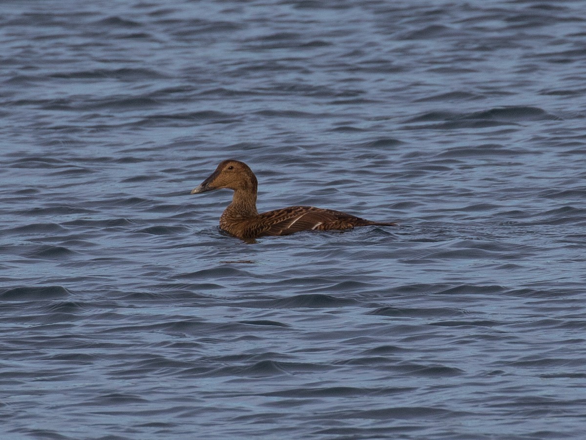 kajka mořská - ML645295501