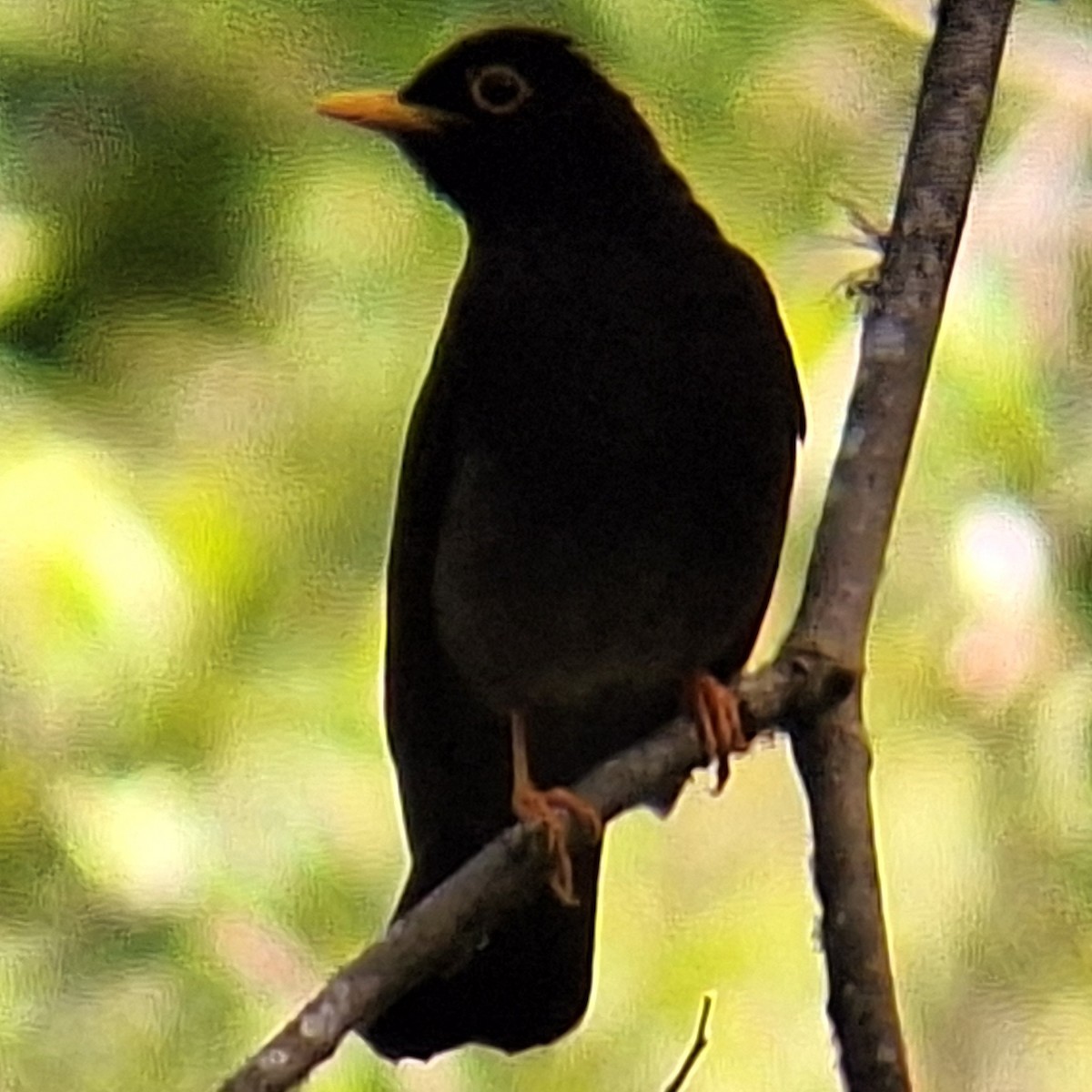 Yellow-legged Thrush - ML645295506