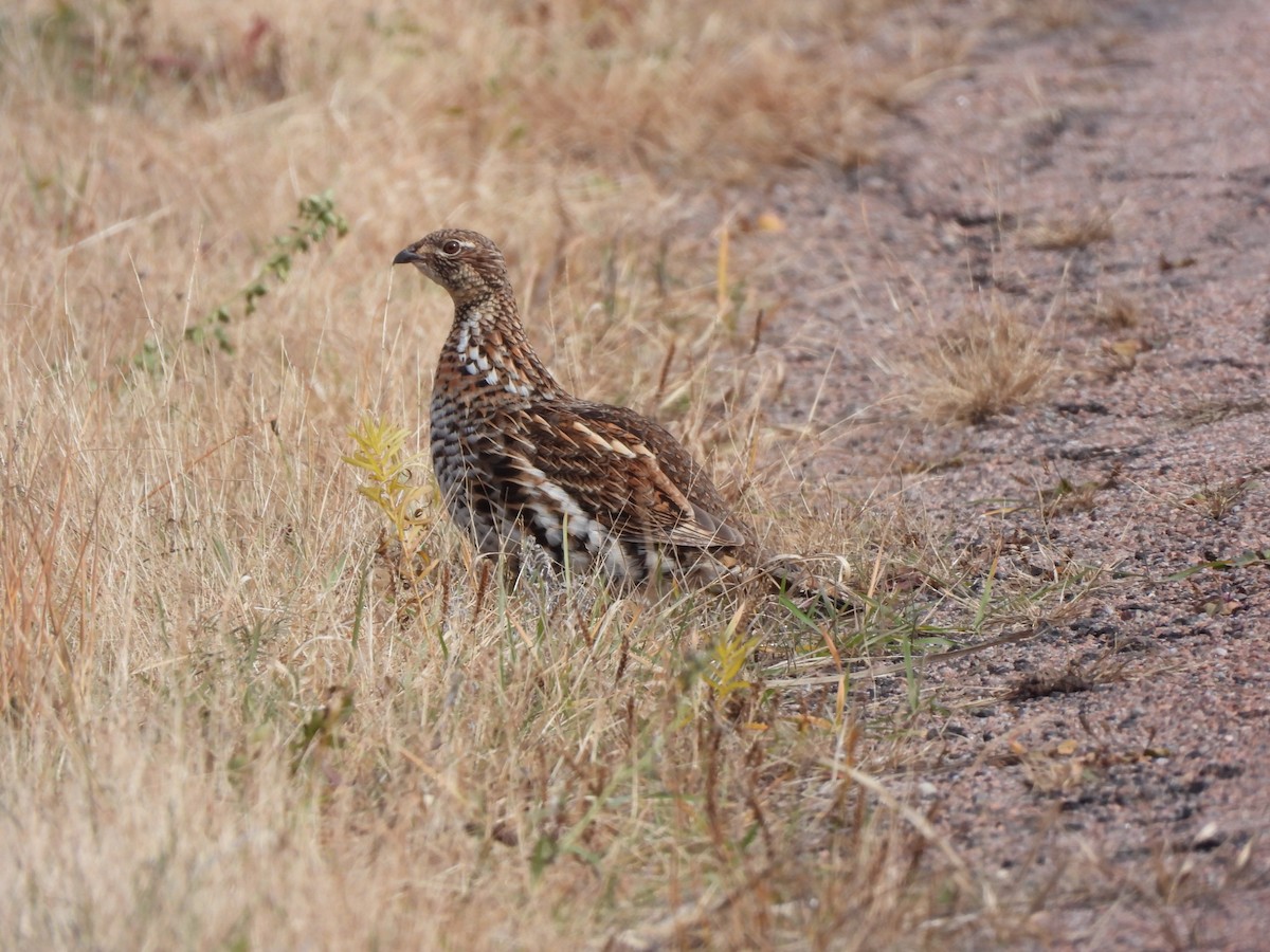 jeřábek kanadský - ML645295509