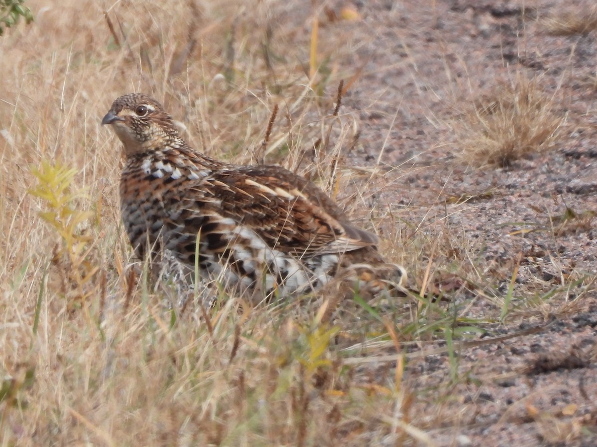 jeřábek kanadský - ML645295511