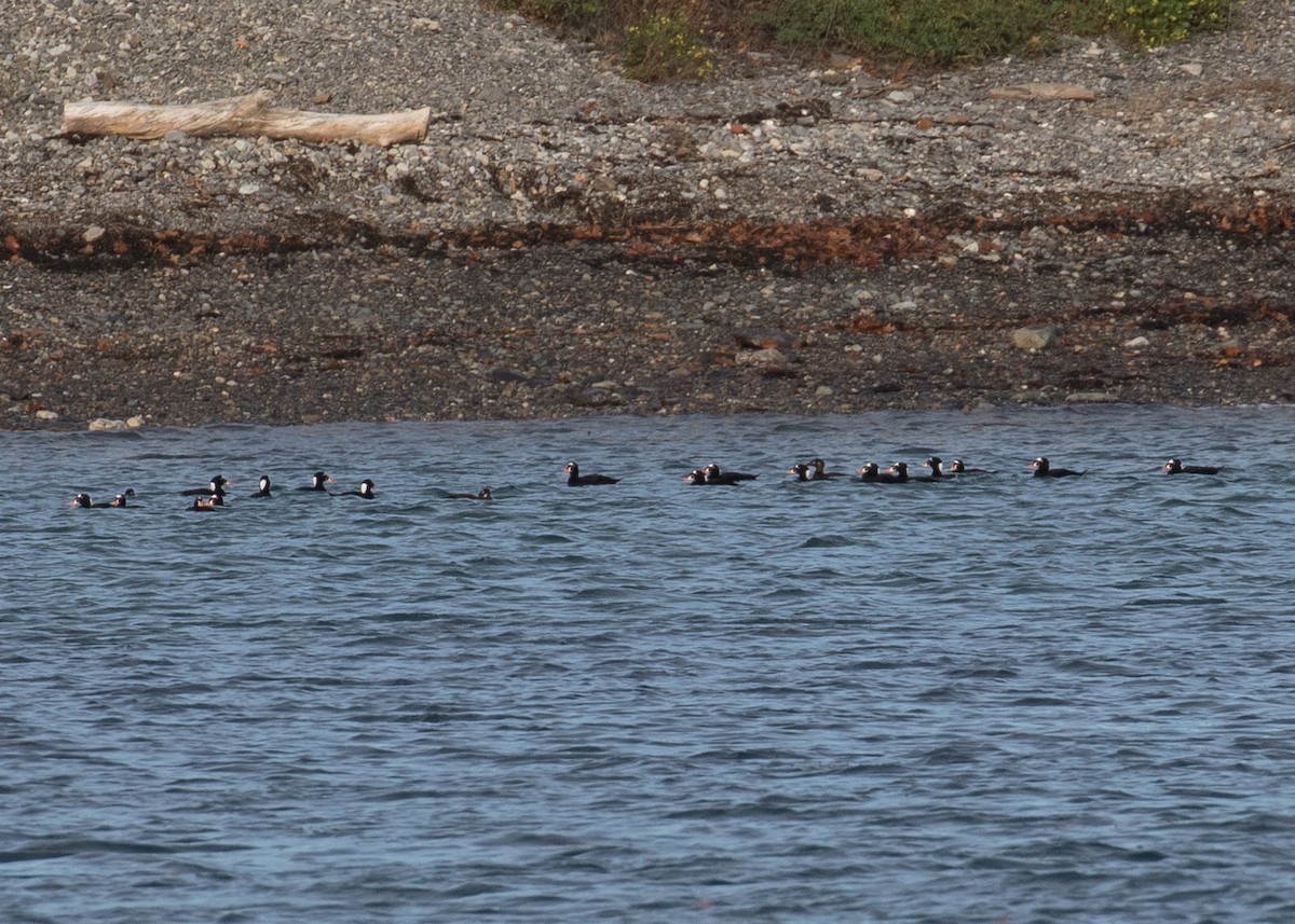 turpan pestrozobý - ML645295516