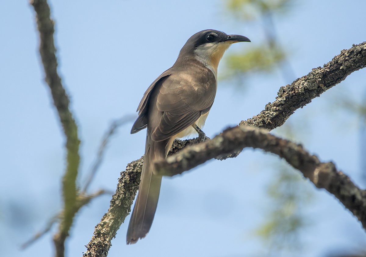 Галапагосская пиайя - ML645295525
