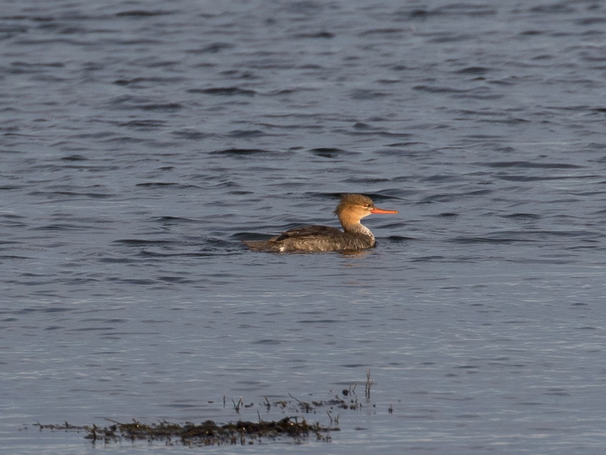 מרגון בינוני - ML645295528