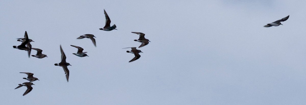 jespák tundrový - ML645295530