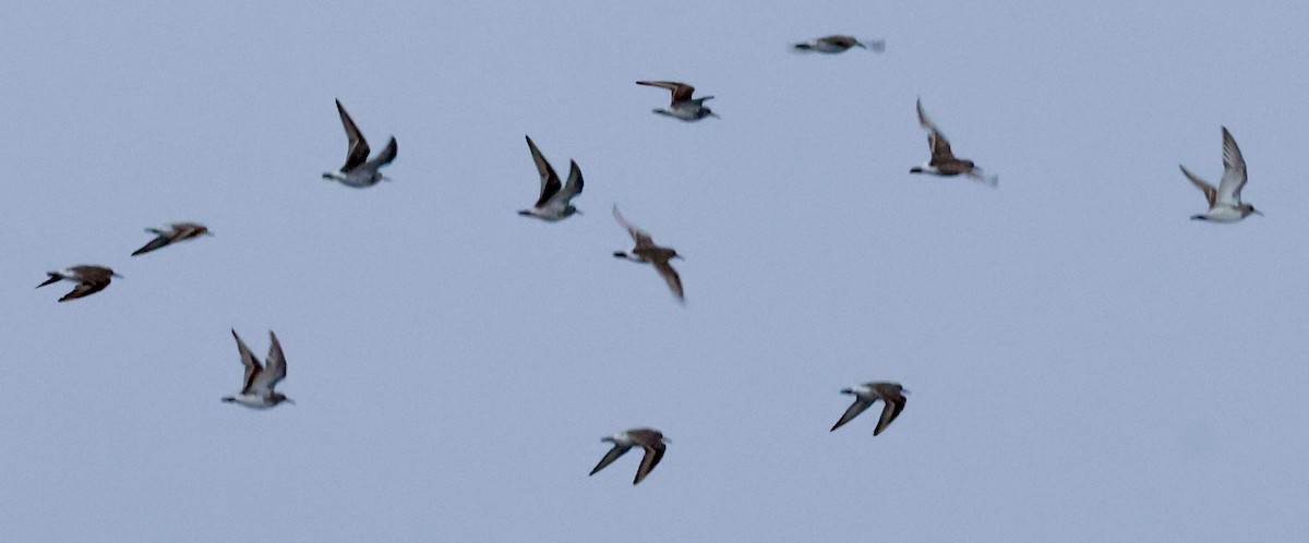 jespák tundrový - ML645295531