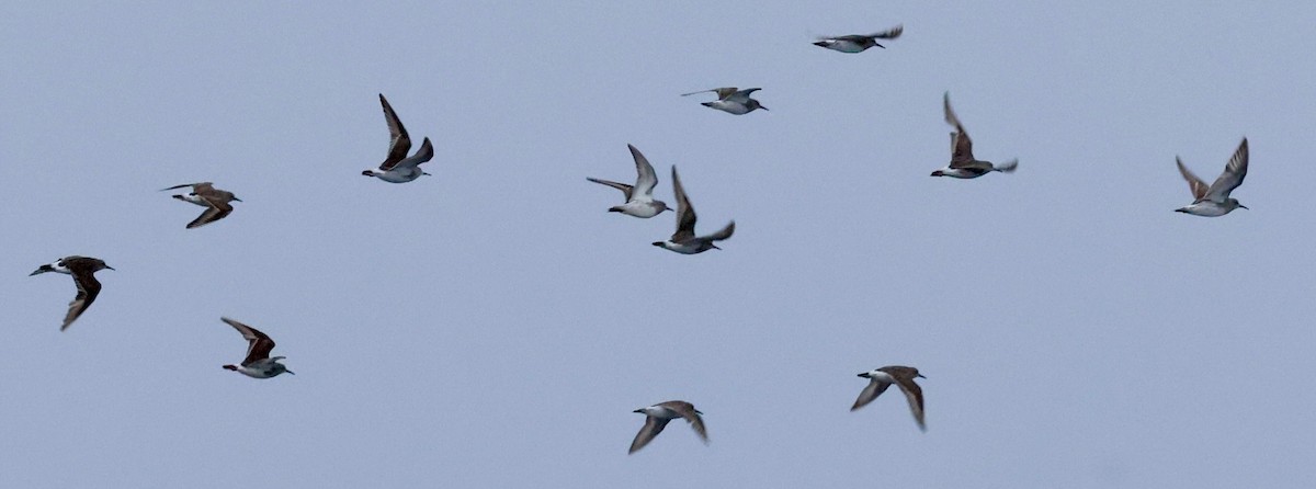 jespák tundrový - ML645295532