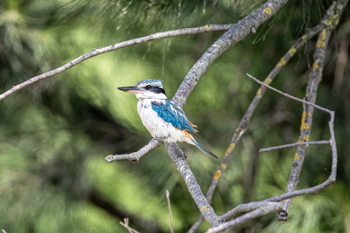 コシアカショウビン - ML645295541