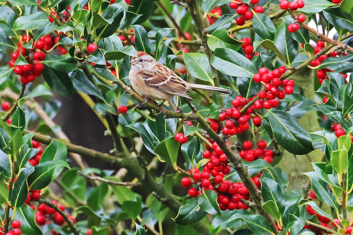 strnádka pokřovní - ML645295542