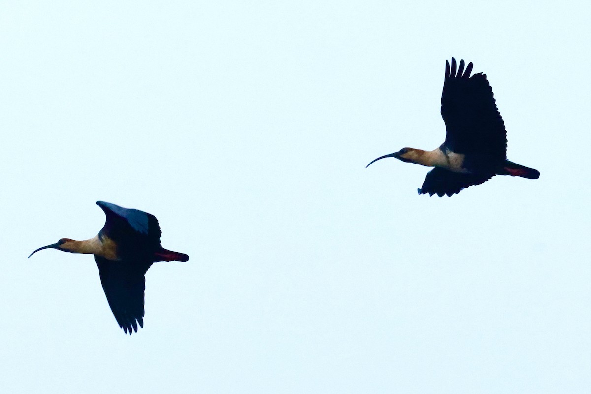 İbikli Sarıca Aynak - ML645295545