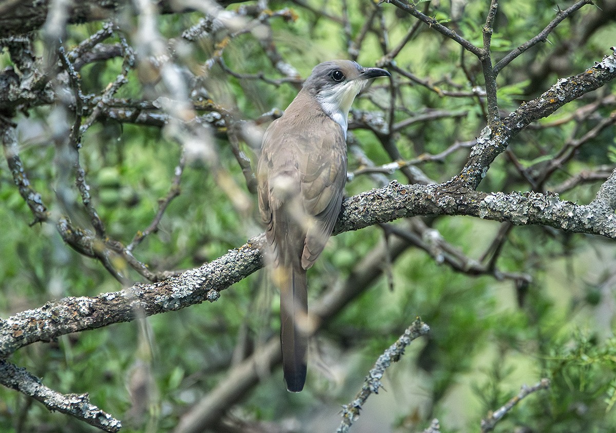Галапагосская пиайя - ML645295546