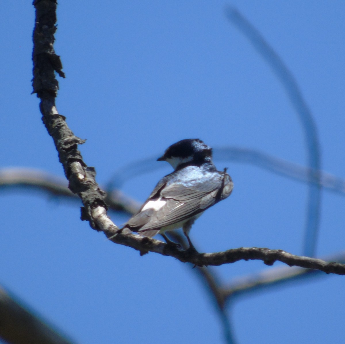 Hirondelle à diadème - ML645295550