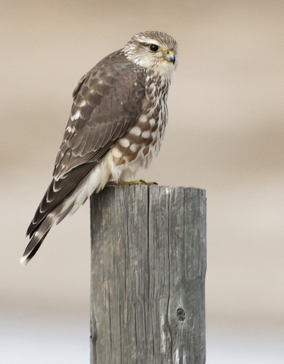 灰背隼(richardsonii) - ML645295552