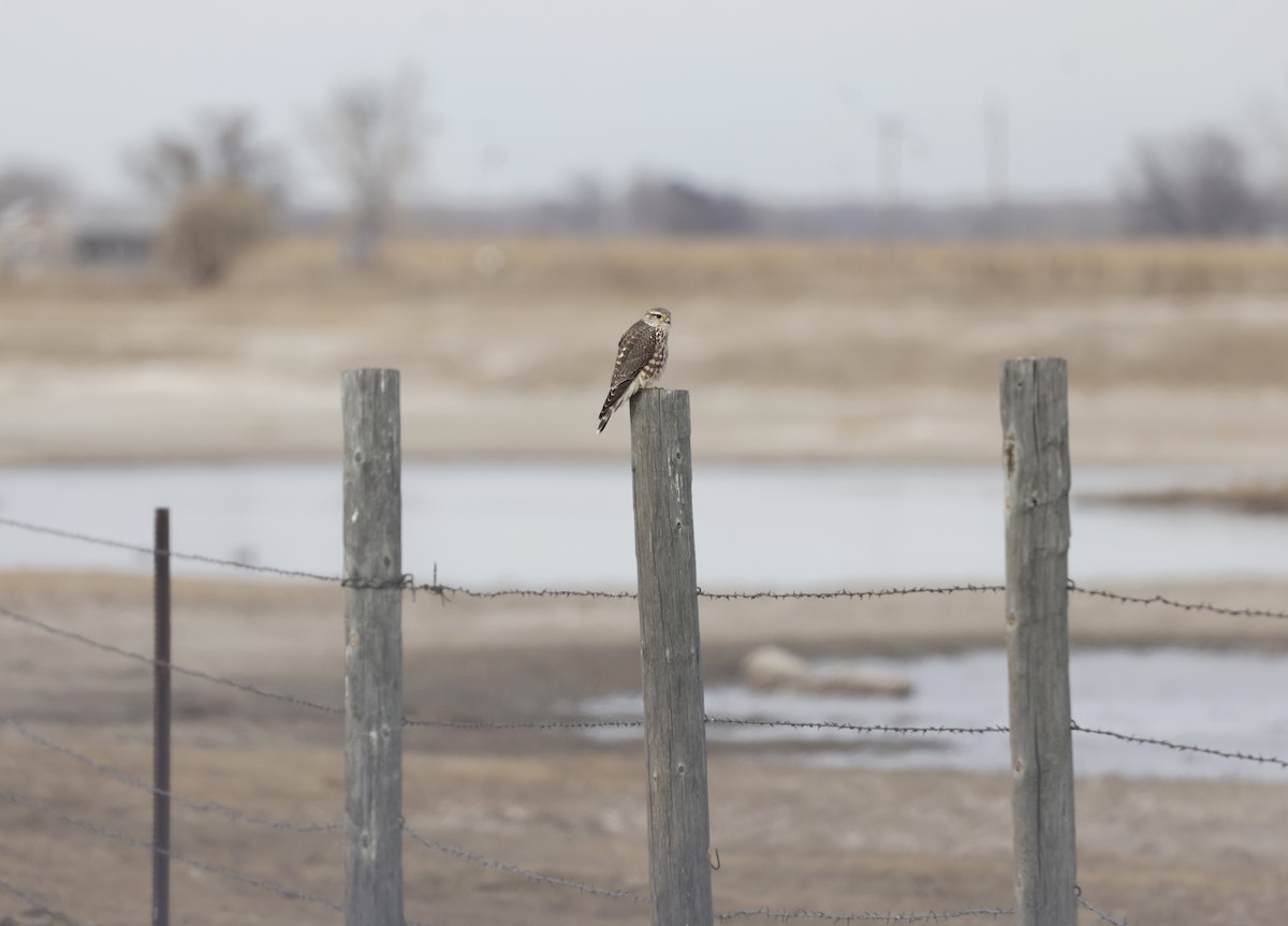 灰背隼(richardsonii) - ML645295553