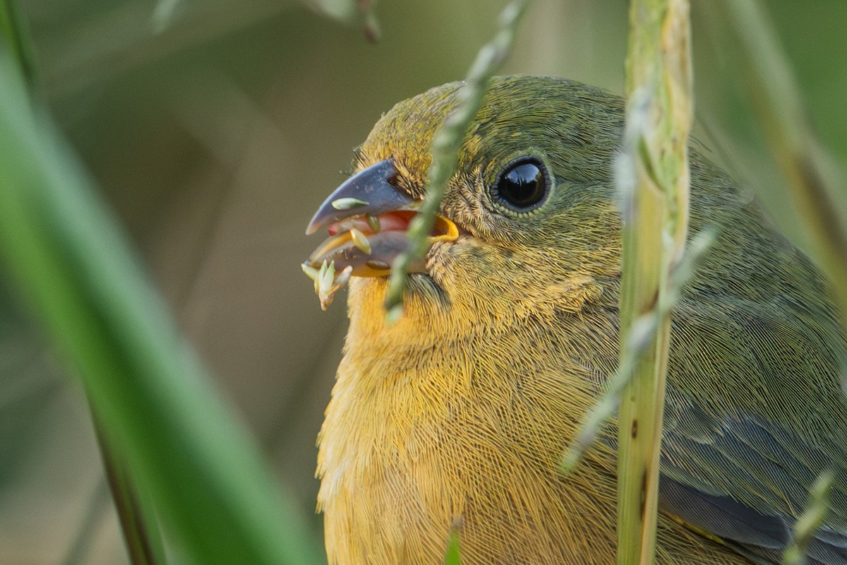 Painted Bunting - ML645295554