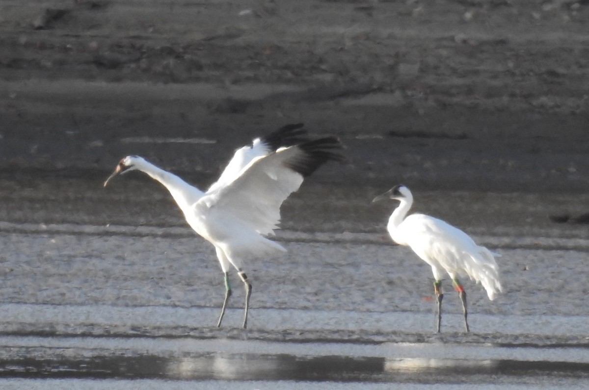 Whooping Crane - ML645295563
