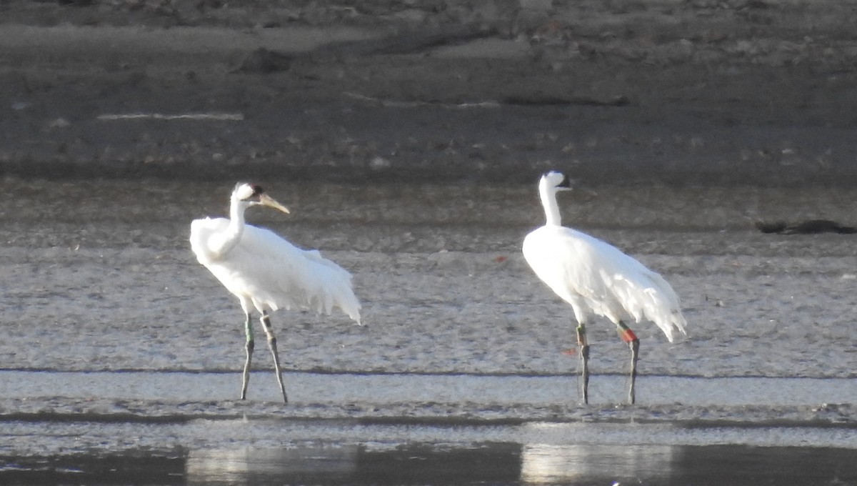 Whooping Crane - ML645295567
