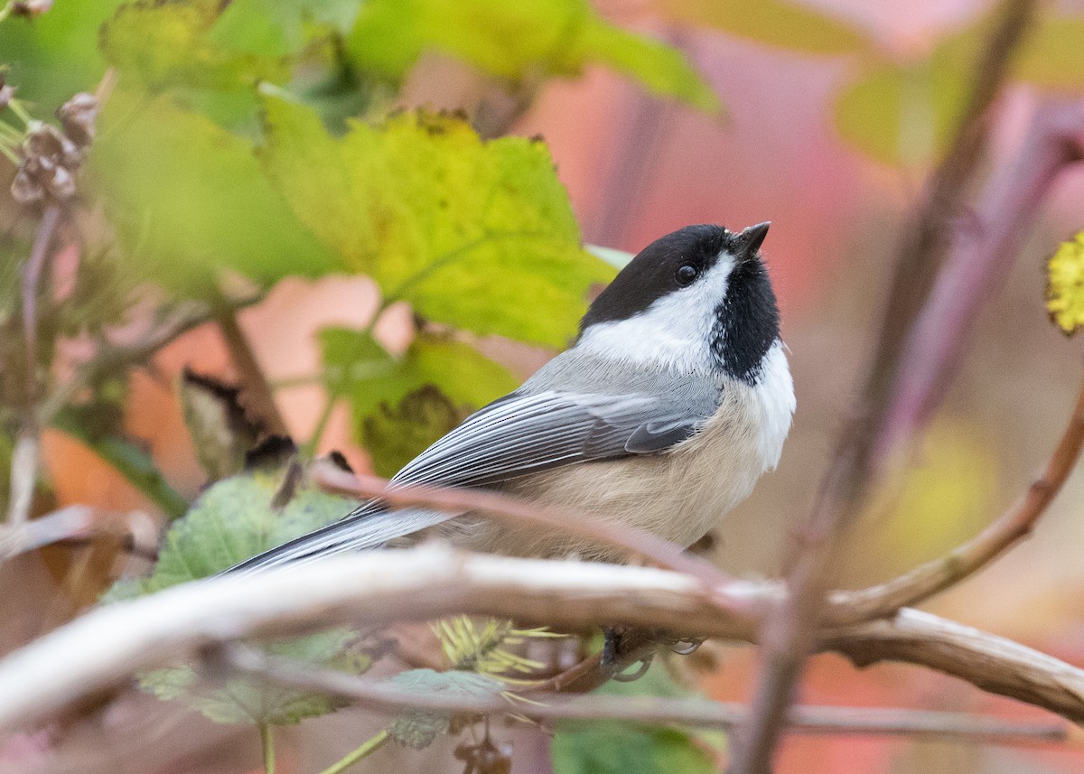 sýkora černohlavá - ML645295568