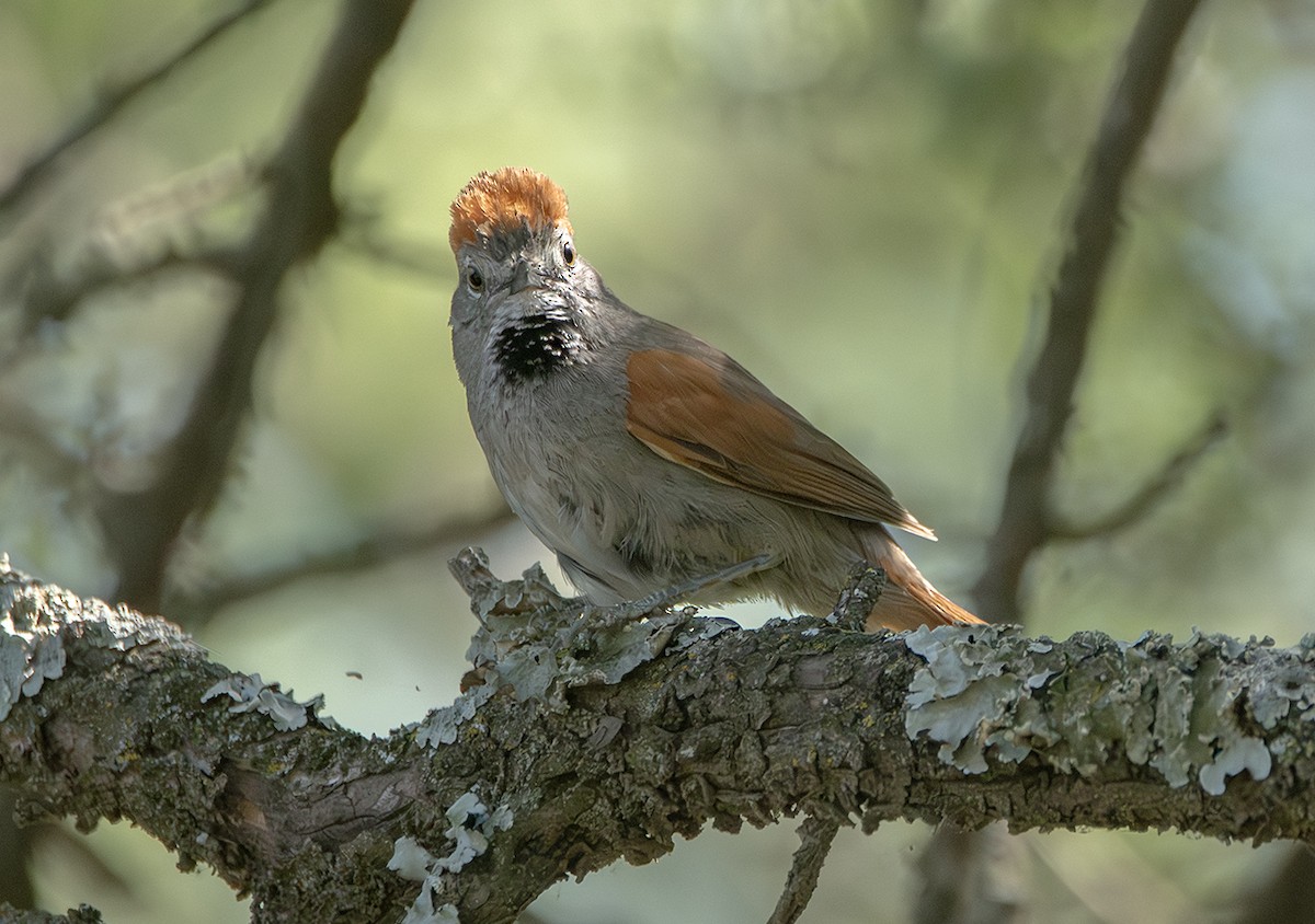 Sooty-fronted Spinetail - ML645295569