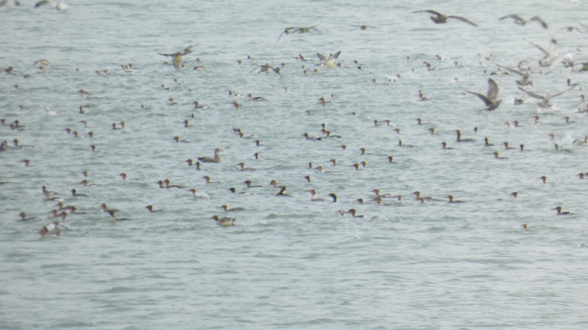 מרגון בינוני - ML645295577