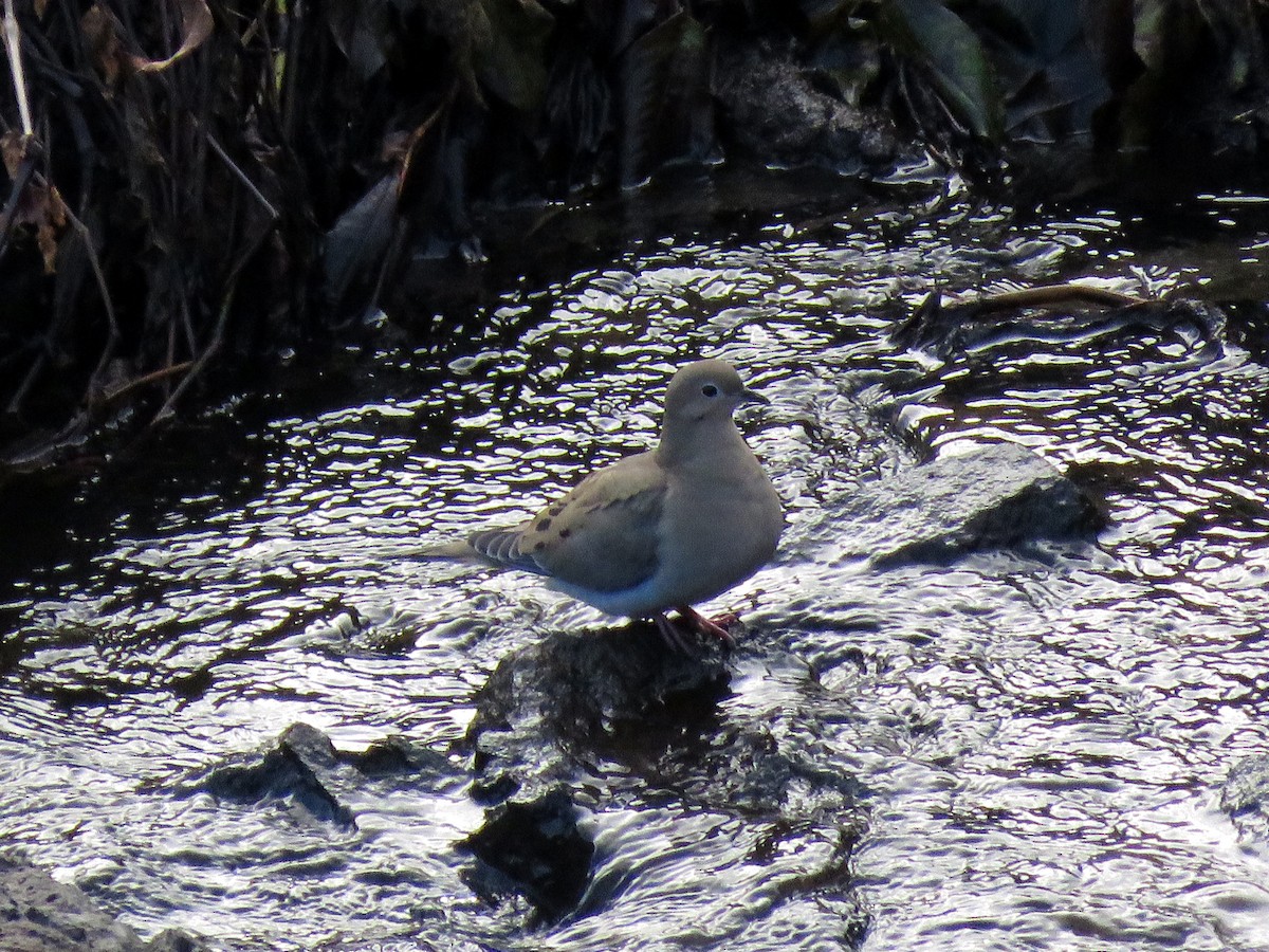 Mourning Dove - ML645295587