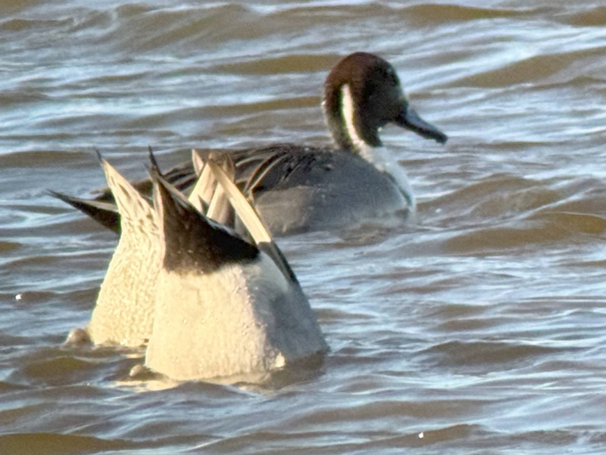 Northern Pintail - ML645295591