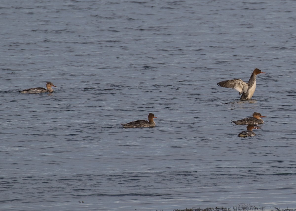 מרגון בינוני - ML645295597