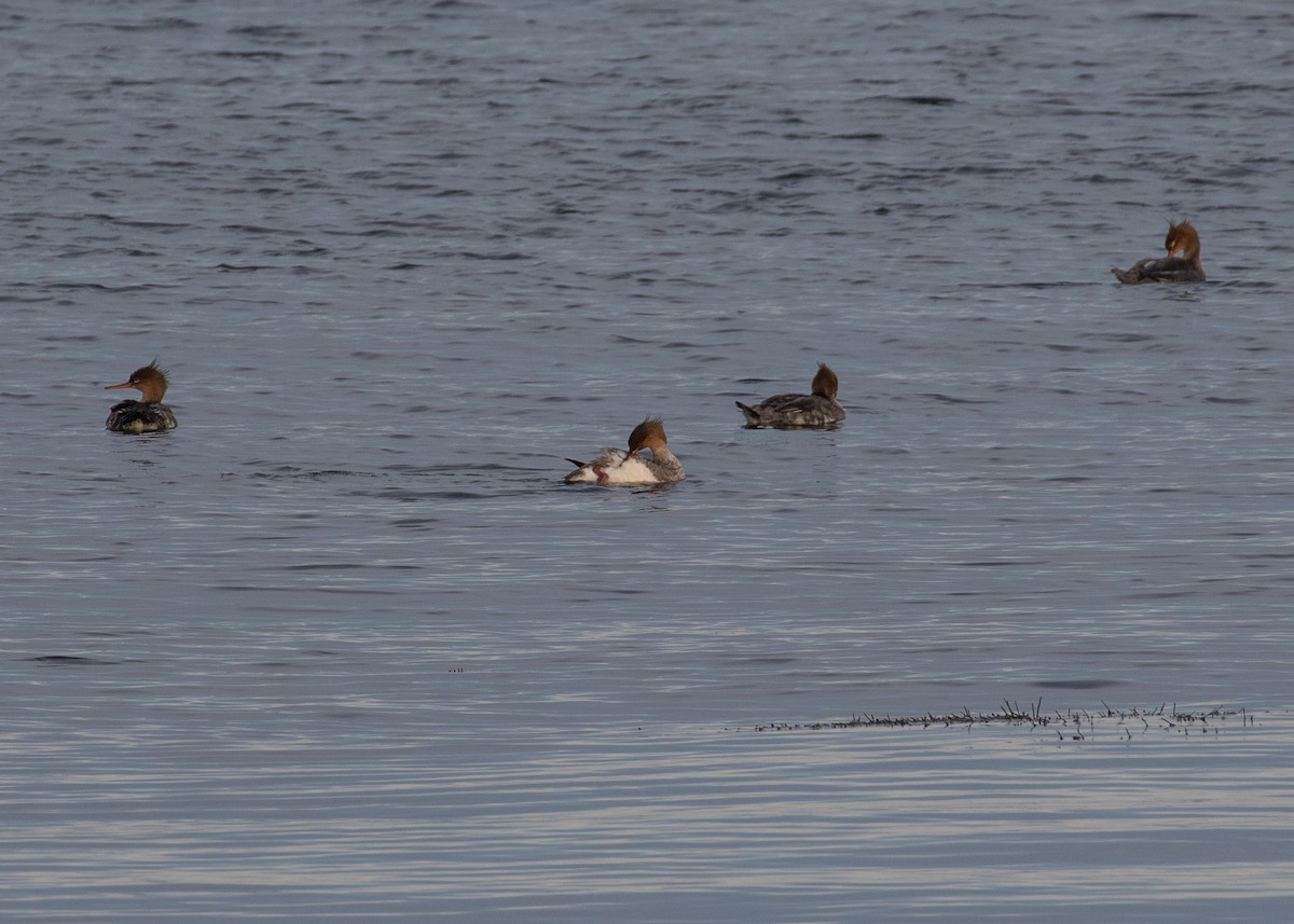 מרגון בינוני - ML645295598