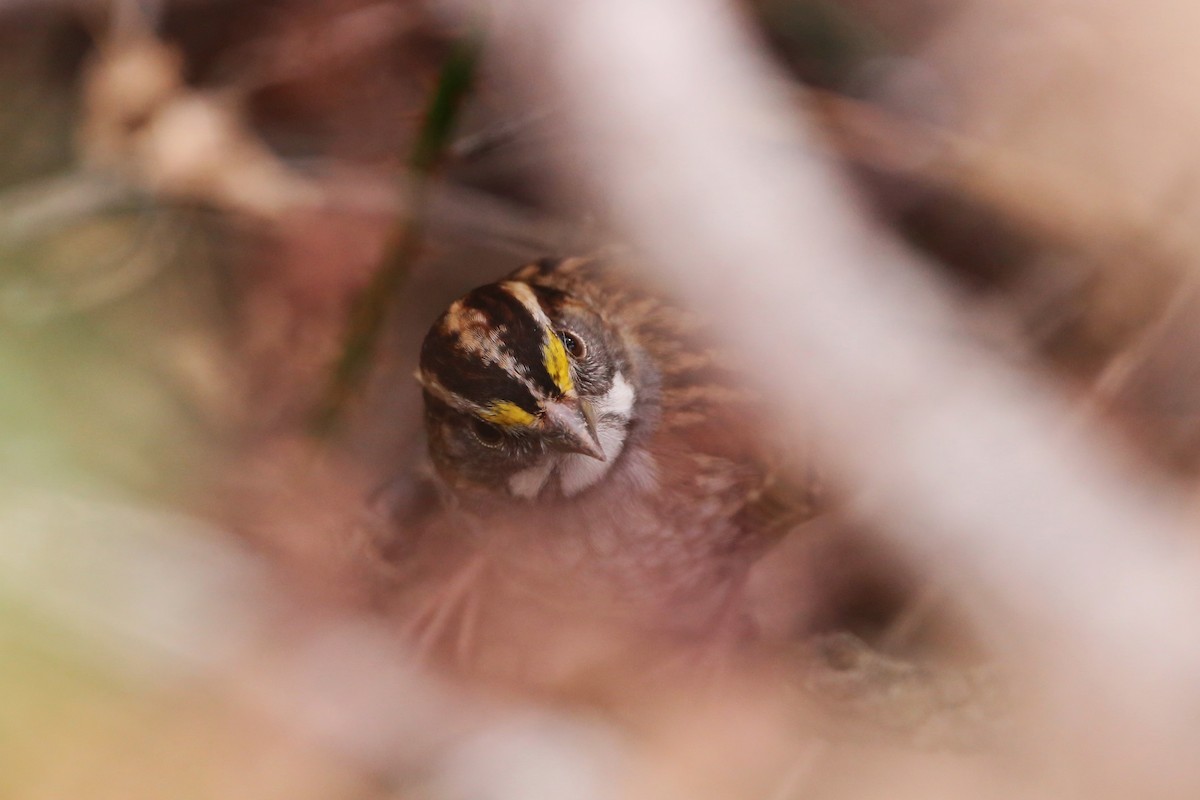 ノドジロシトド - ML645295641