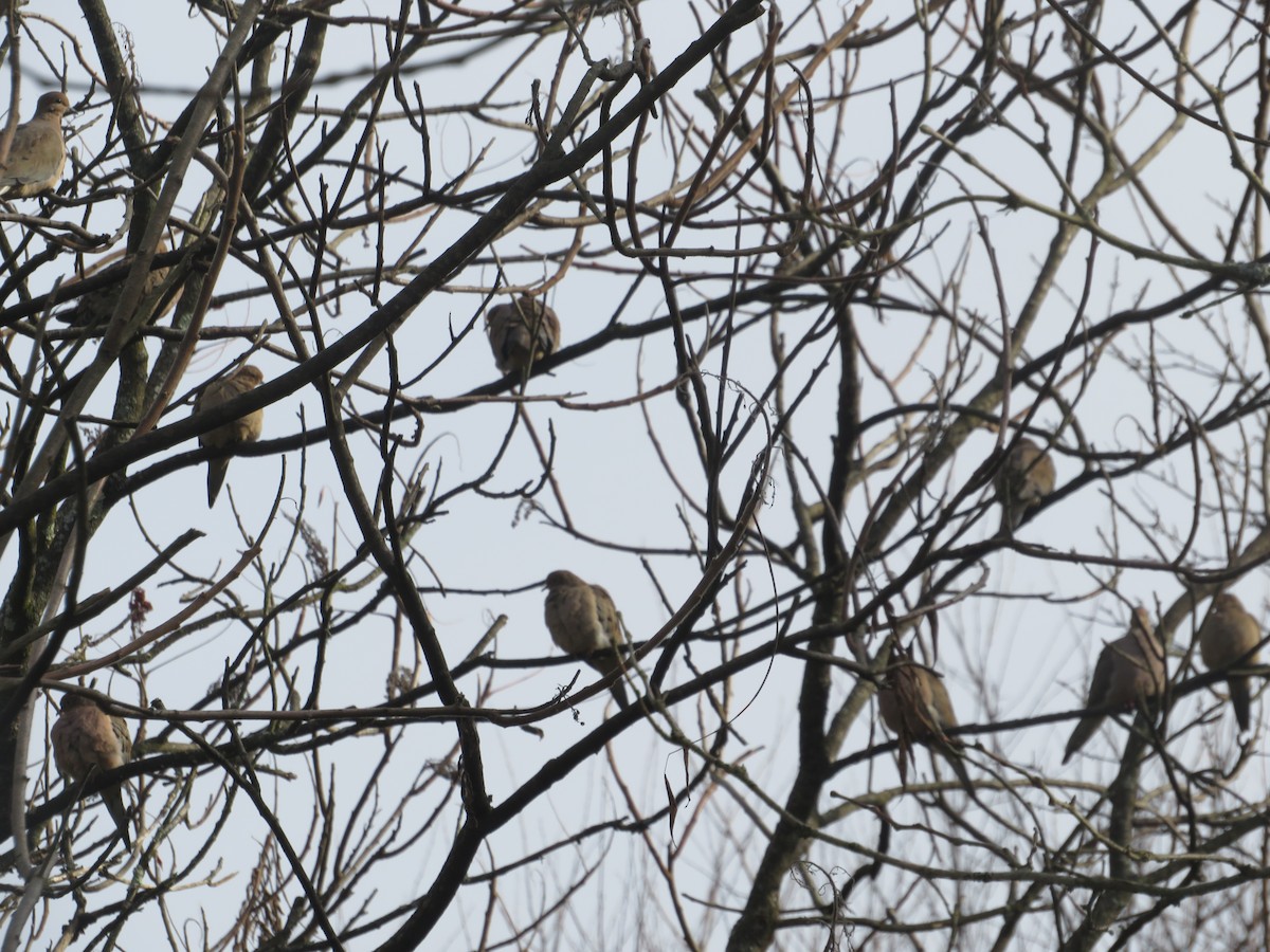 Mourning Dove - ML645295644