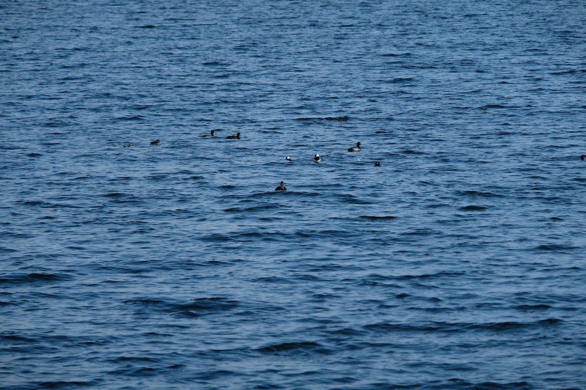 bergand - ML645295686