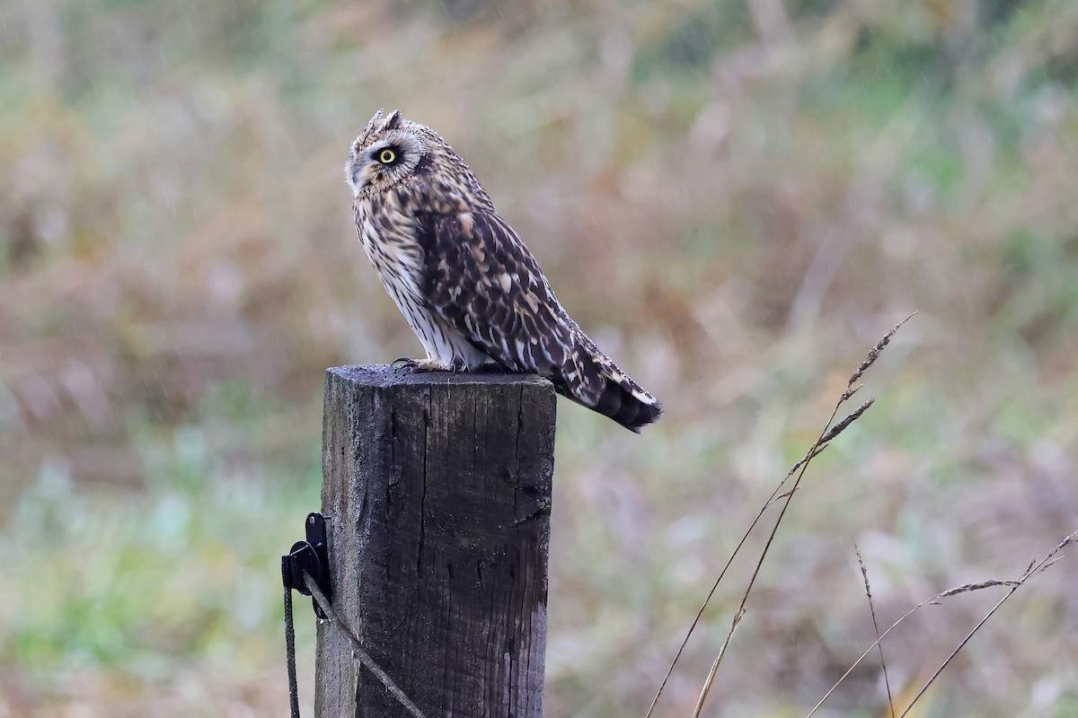 Zingira-hontza - ML645295687