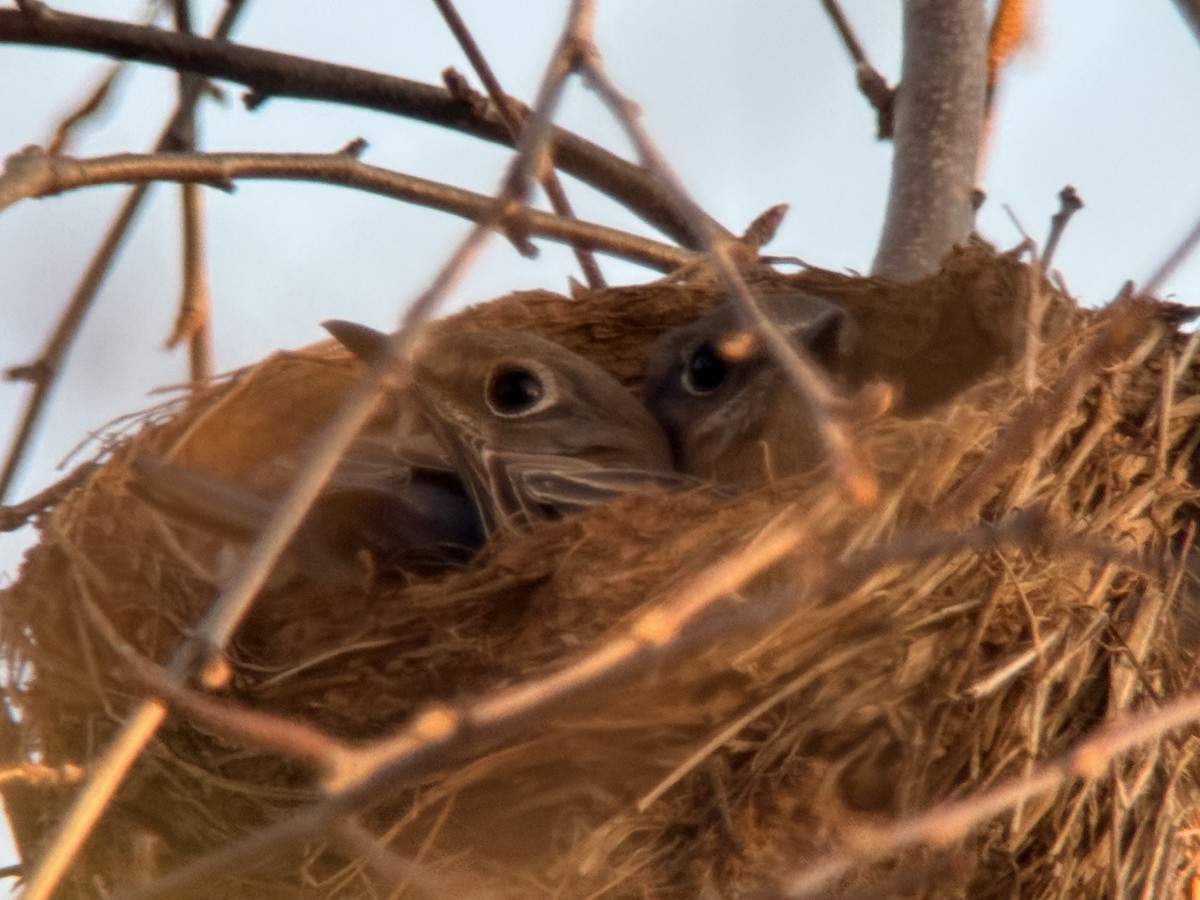 Eastern Bluebird - ML645295693