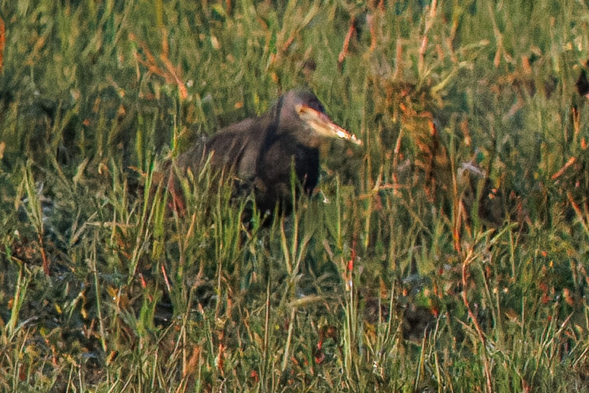 Rufous-bellied Heron - ML645295710