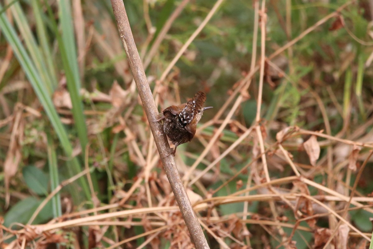 フユミソサザイ - ML645295711