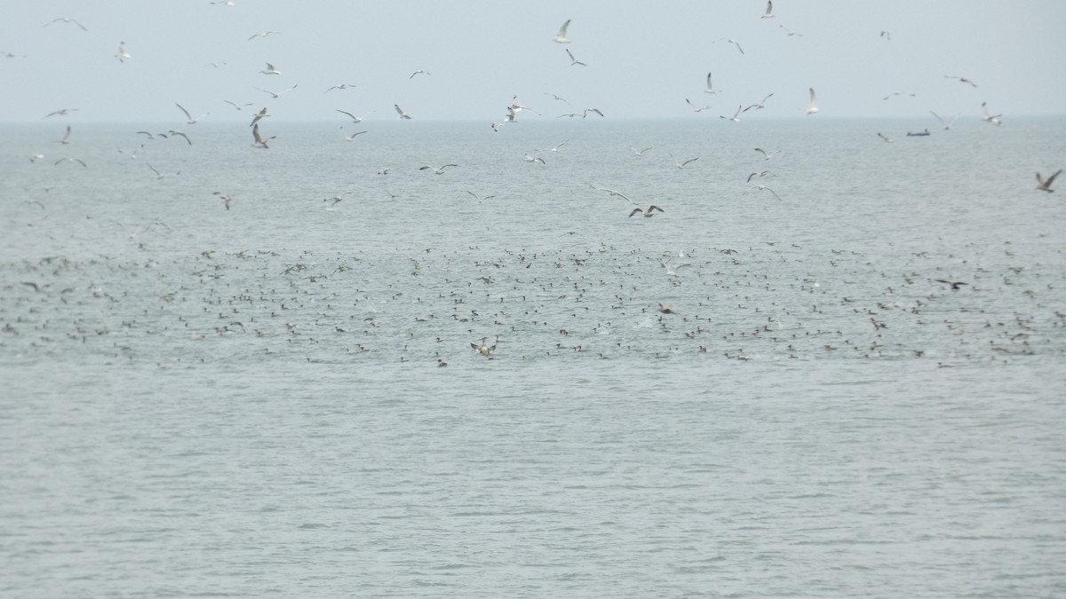 מרגון בינוני - ML645295713