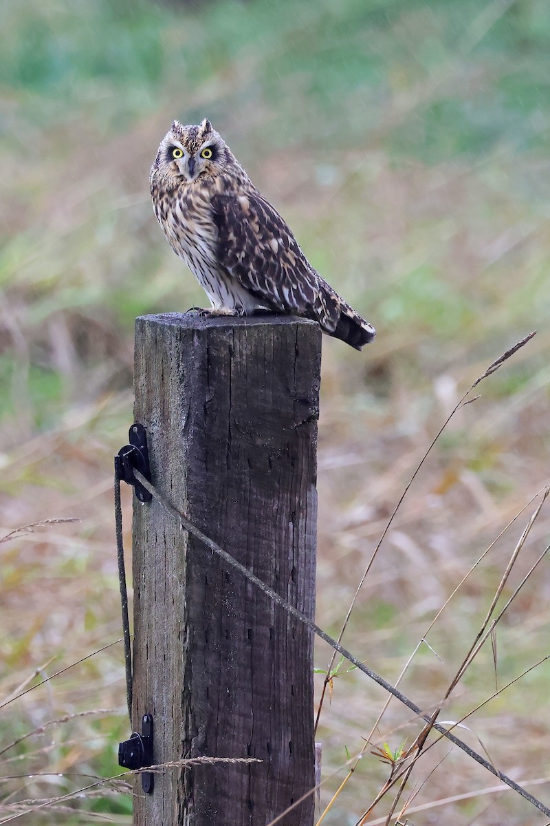 Zingira-hontza - ML645295723