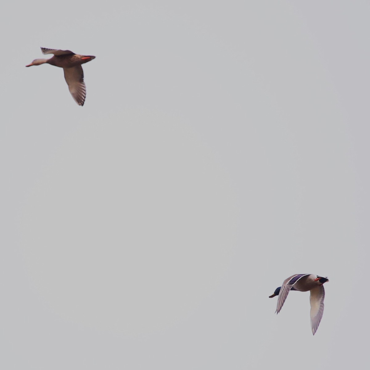 マガモ - ML645295727