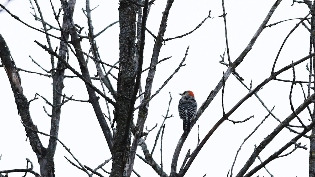 Red-bellied Woodpecker - ML645295729
