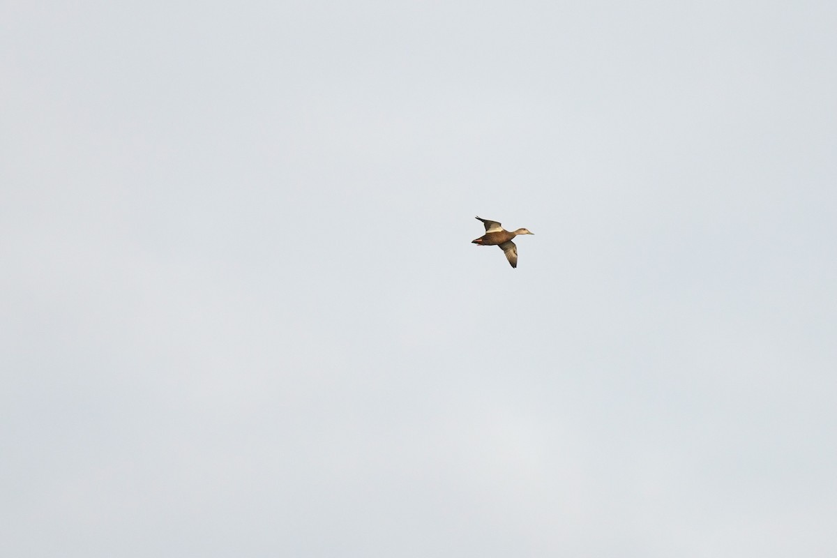 Ahate iluna - ML645295730