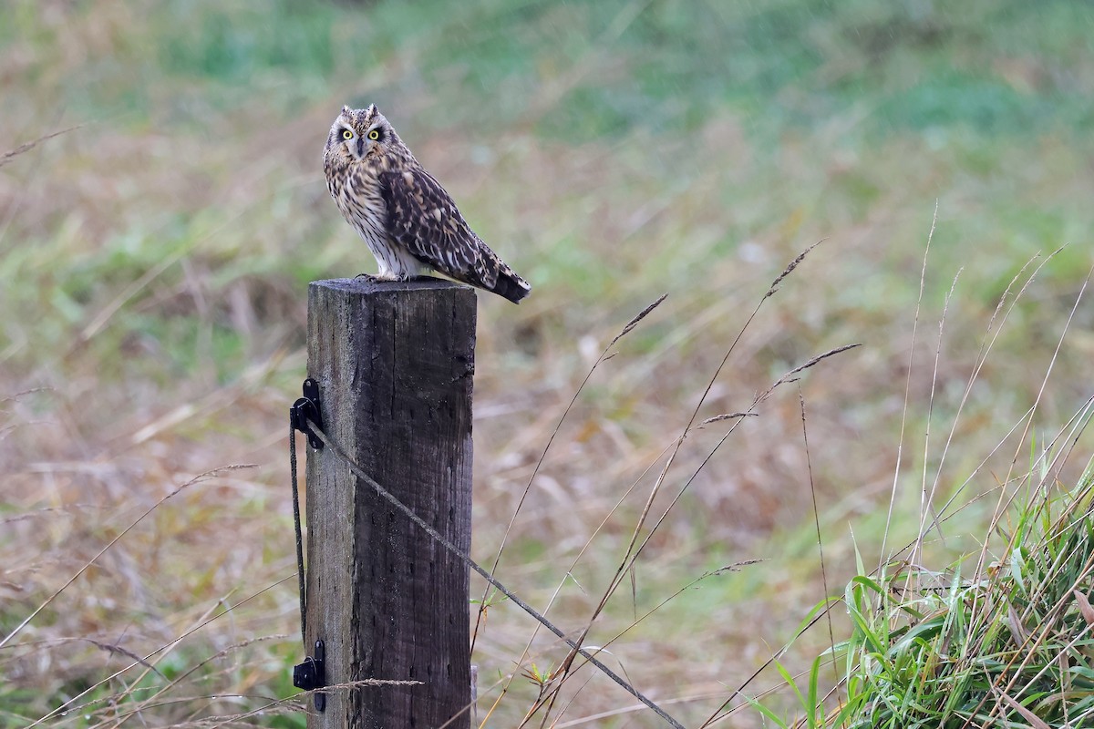 Zingira-hontza - ML645295735