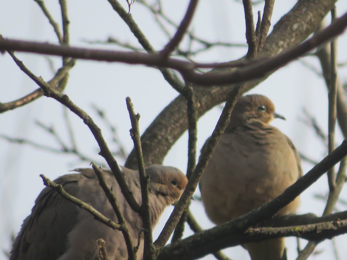 Mourning Dove - ML645295736