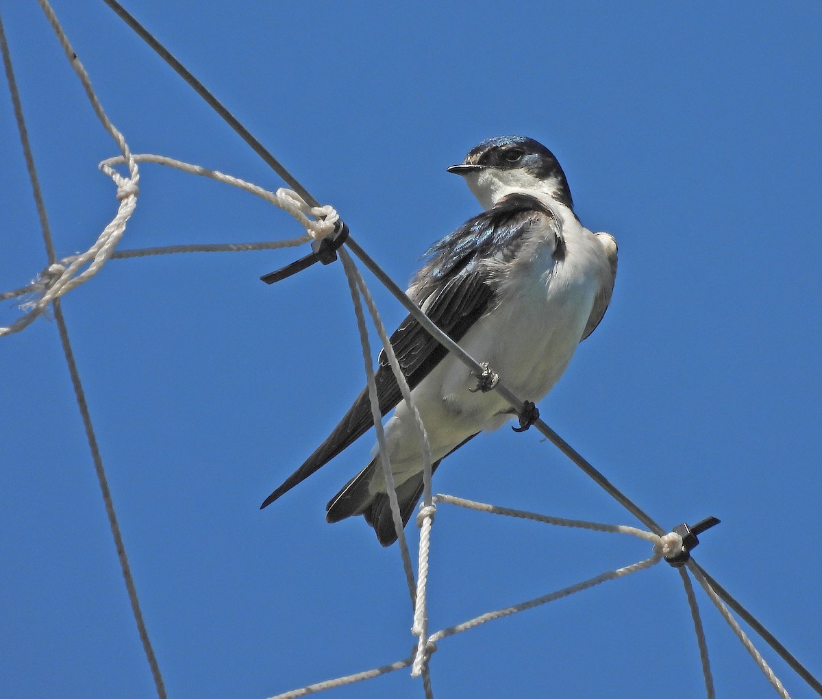 Hirondelle à diadème - ML645295744