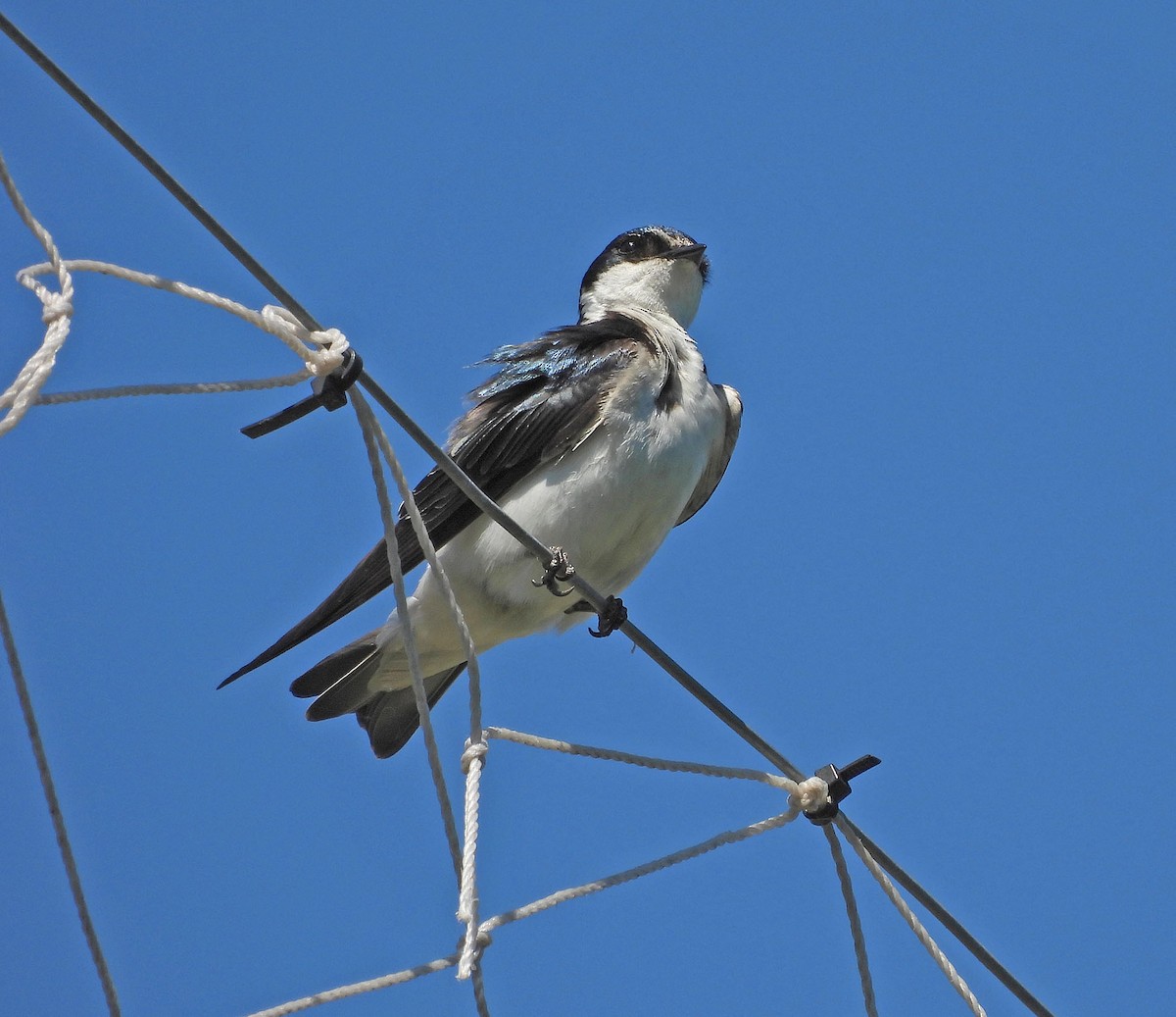 Hirondelle à diadème - ML645295745