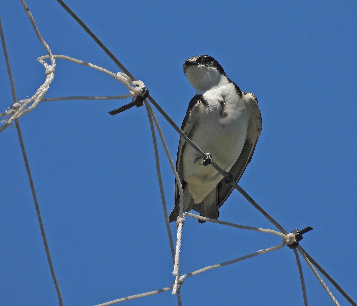 Hirondelle à diadème - ML645295747