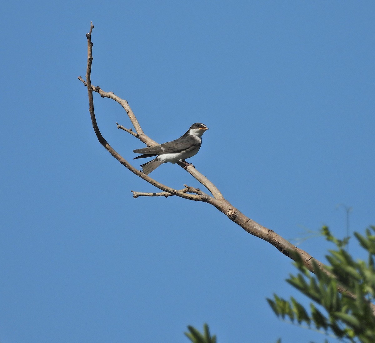 Hirondelle à diadème - ML645295748